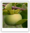 Temperate fruit illustration