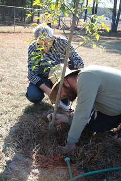 Topworking fruit tree