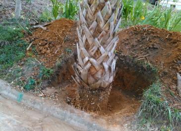 palm planting